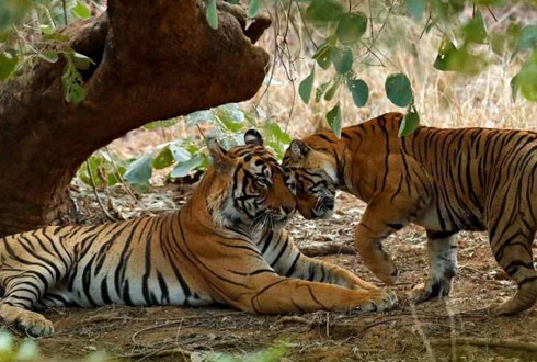 Ranthambore