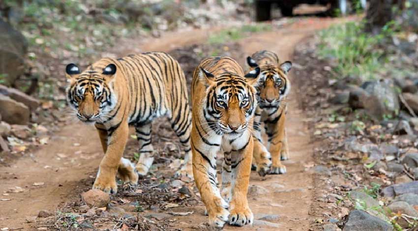 Jaipur Ranthambore Same Day Tour