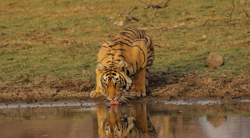 Rajasthan Wildlife Tour Package
